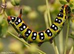 Vlinders: Hyles euphorbiae  (Wolfsmelkpijlstaart) 10 eitjes, Dieren en Toebehoren, Insecten en Spinnen, Vlinders of Rupsen