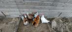Wyandotte kriel kippen, Dieren en Toebehoren, Pluimvee, Kip, Vrouwelijk