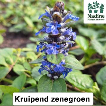 Biologische tuinplanten beschikbaar voor biedingen