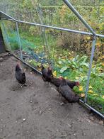4 hennen te koop, Vrouwelijk, Kip