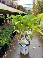 Strong Annabelle met 3 planten in één grote 23 cm pot, Tuin en Terras, Ophalen, Hortensia, Minder dan 100 cm