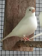 Witte kanaries, Meerdere dieren, Kleurkanarie