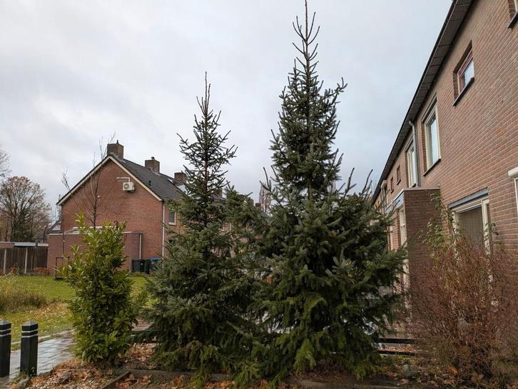 2 kerstbomen, mogen apart weg, Tuin en Terras, Planten | Bomen, Overige soorten, Volle zon, Ophalen