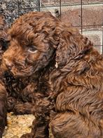 Dwergpoedels choco, Dieren en Toebehoren, Poedel, CDV (hondenziekte), 8 tot 15 weken, Meerdere