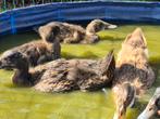 Indische loopeenden, Meerdere dieren, Eend