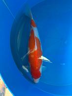 Hoshikin kohaku, Dieren en Toebehoren, Karper of Koi