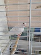 Tortelduif vrouwtje, Dieren en Toebehoren, Vrouwelijk, Tortelduif