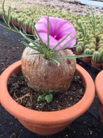 Caudex Ipomea Bolussii herkomst Zuid Afrika en Madagaskar., Overige soorten, Ophalen of Verzenden, In pot, Minder dan 100 cm