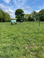 Pensionstal gezocht, Weidegang, 2 of 3 paarden of pony's