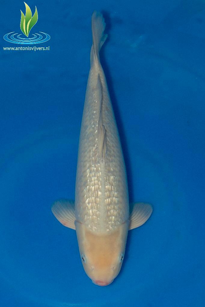 054 GinRin Soragoi, Dieren en Toebehoren, Vissen | Vijvervissen, Karper of Koi