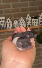 Twee dumbo baby ratjes / rittens (mannetjes), Dieren en Toebehoren, Rat, Mannelijk, Tam, Oktober