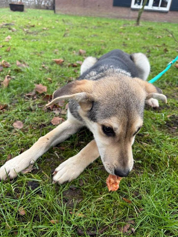 Mooie pups, Dieren en Toebehoren, Honden-accessoires, Nieuw, Ophalen of Verzenden