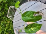 Epipremnum Pinnatum Cintho Goldfinger #1, Overige soorten, Minder dan 100 cm, Groene kamerplant, Halfschaduw