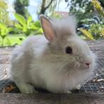Nestje handtamme dwerg konijnen, Meerdere dieren, Dwerg