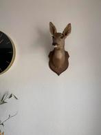 Mooi opgezet reeënkopje- taxidermie (1), Ophalen of Verzenden, Zo goed als nieuw, Hert, Gewei of Kop