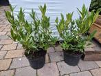 Prunus Otto Luijken laurierkers, Ophalen of Verzenden, Laurier, Haag, Minder dan 100 cm