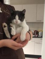 Drie kittenstjes!, Dieren en Toebehoren, Katten en Kittens | Raskatten | Korthaar, Meerdere dieren, 0 tot 2 jaar