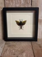 Insect in lijst, Ophalen of Verzenden, Nieuw, Insect, Opgezet dier