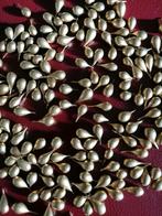 PRACHTIGE MOOIE GOUDEN BOLLETJES (GLOEDNIEUW)., Hobby en Vrije tijd, Kralen en Sieraden maken, Ophalen of Verzenden, Nieuw, Overige typen