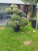 Te koop ilex crenata vormsnoei, Tuin en Terras, Ophalen of Verzenden, Overige soorten, Struik, 100 tot 250 cm