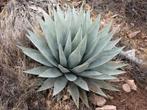 Agave Parryi Couesii winterhard, Overige soorten, Volle zon, Vaste plant, Ophalen of Verzenden