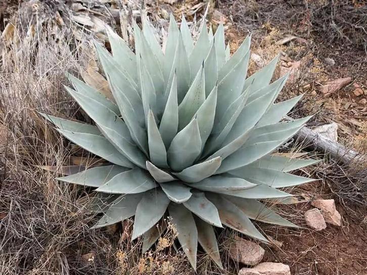 Agave Parryi Couesii winterhard, Tuin en Terras, Planten | Tuinplanten, Vaste plant, Overige soorten, Volle zon, Zomer, Ophalen of Verzenden