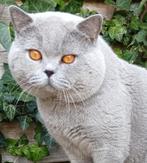 Champ Blauwe britse korthaar kater met stamboom voor dekking, Dieren en Toebehoren, Katten en Kittens | Dekkaters, 3 tot 5 jaar