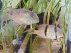 Koppel guianacara owroewefi, Dieren en Toebehoren, Vissen | Aquariumvissen