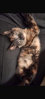 Kitten te koop, Kater