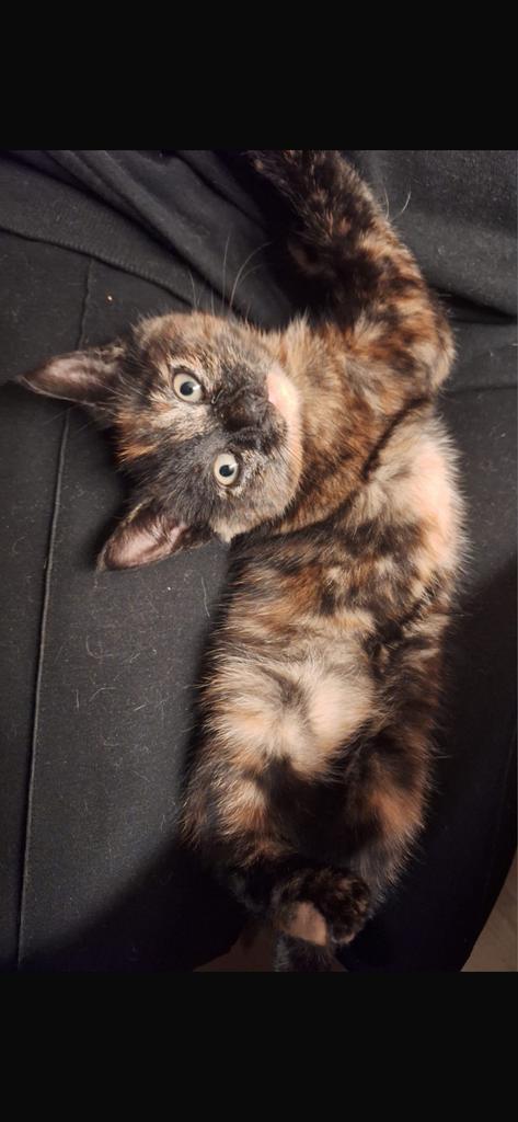 Kitten te koop, Dieren en Toebehoren, Katten en Kittens | Overige Katten, Kater