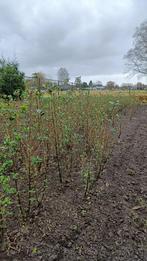 Diverse tuinplanten, Tuin en Terras, Planten | Tuinplanten, Vaste plant, Overige soorten, Ophalen