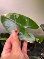 Alocasia black stem macrorrhizza variegata knolletje, Huis en Inrichting, Kamerplanten, Ophalen, Overige soorten, Minder dan 100 cm