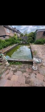 koi karpers alle maten en kleuren, Dieren en Toebehoren, Karper of Koi