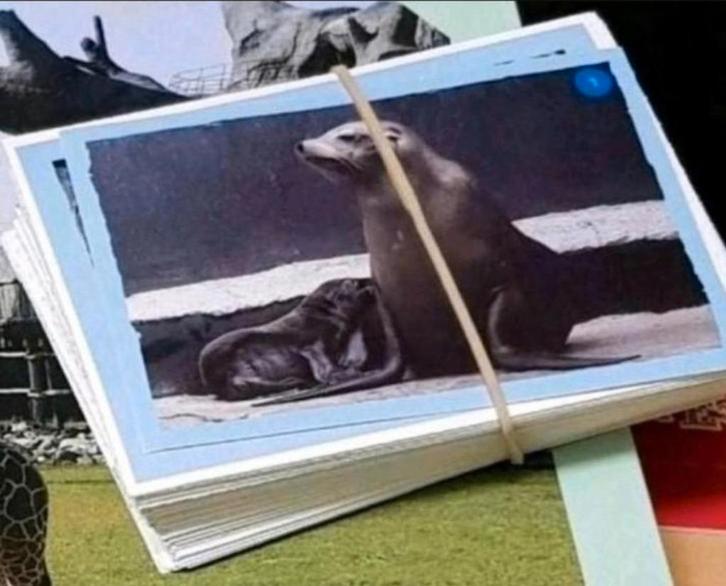 Jumbo diergaarde blijdorp plaatjes, Hobby en Vrije tijd, Stickers en Plaatjes, Nieuw, Stickers en Plaatjes, Ophalen of Verzenden