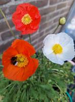 Papaver nudicaule mix zaden, IJslandse papaver, Ophalen of Verzenden, Volle zon