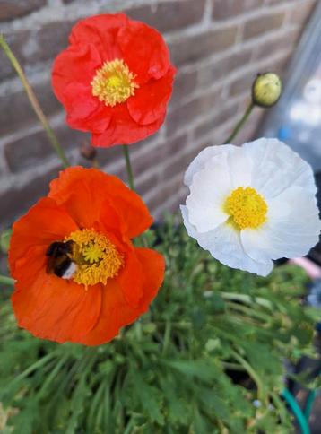Papaver nudicaule mix zaden, IJslandse papaver beschikbaar voor biedingen
