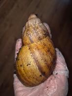 Archachatina marginata ovum