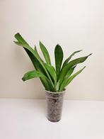 Sansevieria moonshine, populaire kamerplantje, Overige soorten, Ophalen of Verzenden, In pot, Minder dan 100 cm