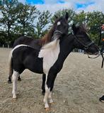 1e premie NMPRS hengst, Dieren en Toebehoren, Hengst, 0 tot 2 jaar
