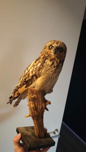 Opgezette Velduil (Asio flammeus) taxidermy/ taxidermie  beschikbaar voor biedingen