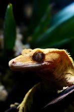 Opvang reptielen en amfibieën, Dieren en Toebehoren, Reptielen en Amfibieën, 0 tot 2 jaar