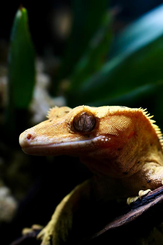 Opvang reptielen en amfibieën, Dieren en Toebehoren, Reptielen en Amfibieën, 0 tot 2 jaar