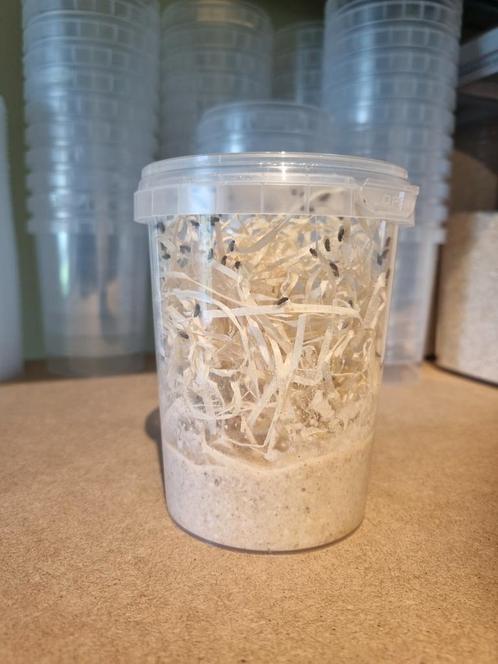 Drosophila Hydei, Dieren en Toebehoren, Reptielen en Amfibieën | Toebehoren, Nieuw, Terrarium of Paludarium, Ophalen of Verzenden
