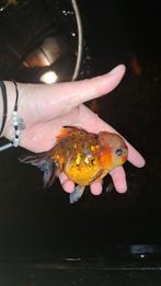 Oranda goudvis, Dieren en Toebehoren, Vissen | Vijvervissen, Goudvis(sen)