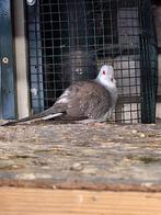 Tekoop 8 diamant duifjes, Meerdere dieren, Overige soorten