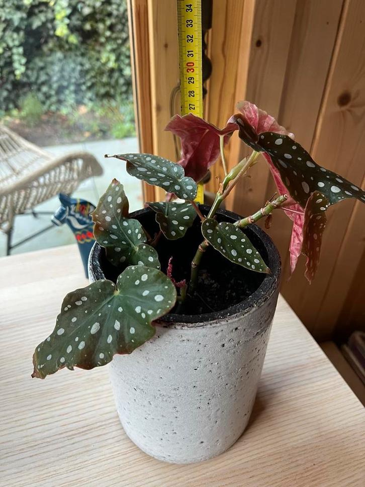 Begonia Maculata in Vintage Pot, Tuin en Terras, Planten | Tuinplanten, Vaste plant, Overige soorten, Halfschaduw, Zomer, Ophalen