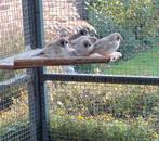 Jonge zwartwang zebravinken, Meerdere dieren