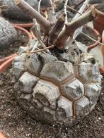 Caudex Dioscorea Elephantipes var Montana potmaat 23cm., Huis en Inrichting, Kamerplanten, Overige soorten, Ophalen of Verzenden