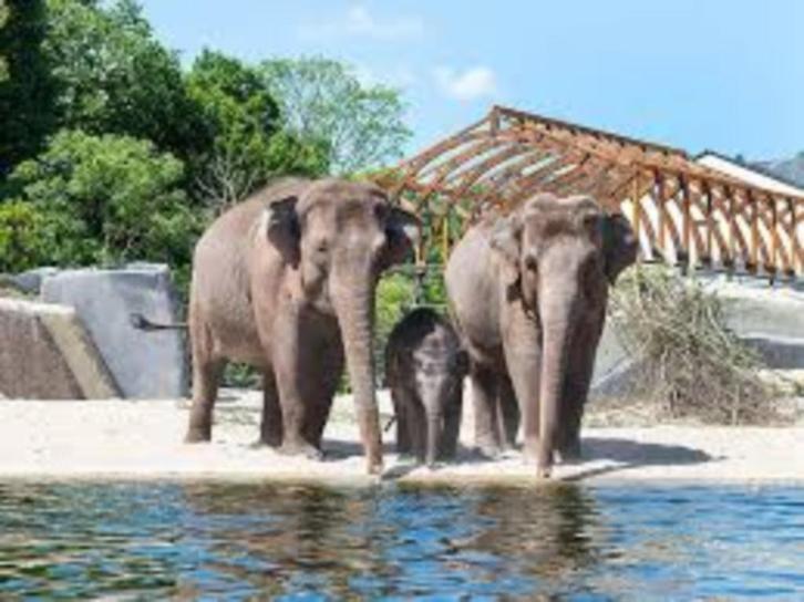 20% korting per persoon entree ARTIS in Amsterdam, Tickets en Kaartjes, Recreatie | Dierentuinen, Drie personen of meer, Kortingskaart
