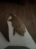 Baardagaam purmerend, Dieren en Toebehoren, Hagedis, Met terrarium, 0 tot 2 jaar